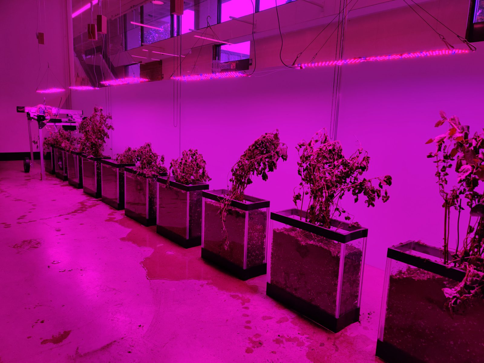 Algorithmic Cultivation installation